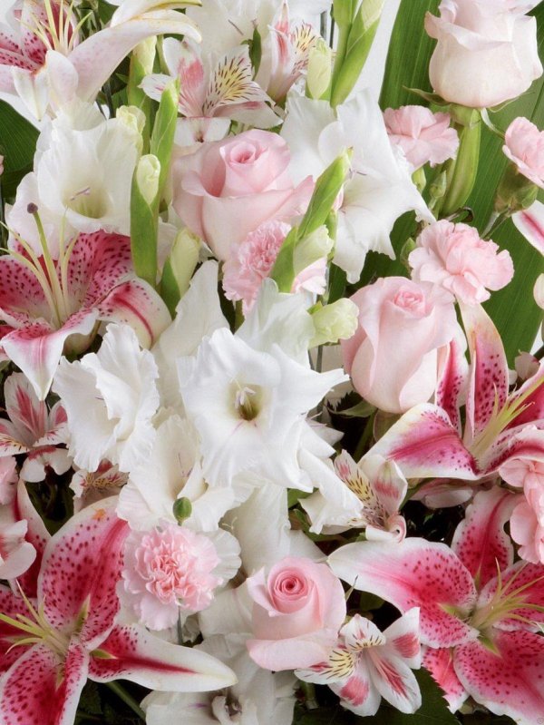 цветок альстромерии