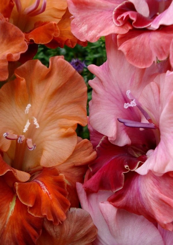 красивые гладиолусы