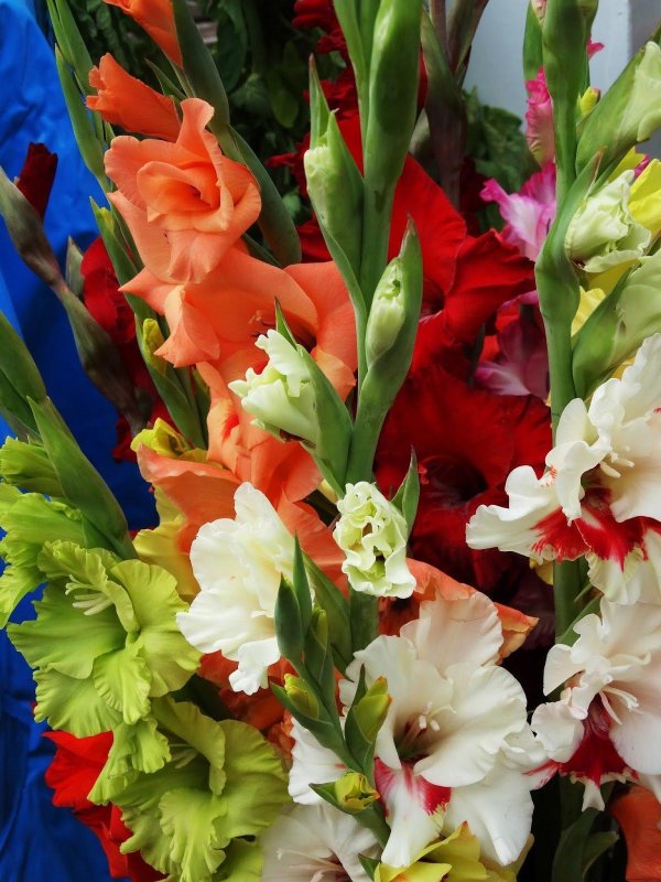 красивые гладиолусы