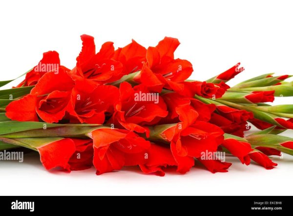 красные гладиолусы