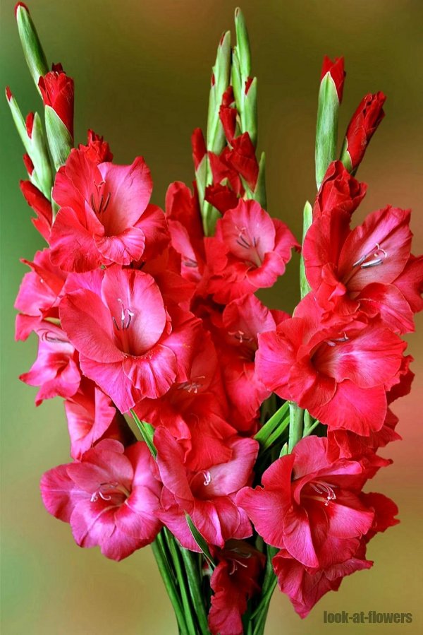 открытка гладиолусы