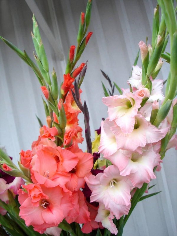 красивые гладиолусы