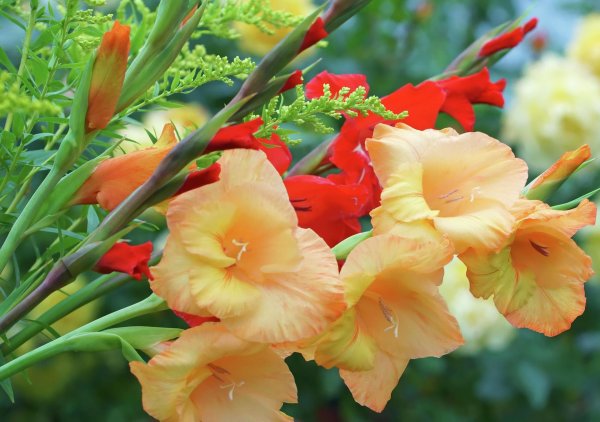 красивые гладиолусы