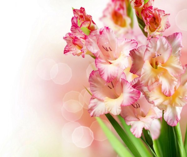 гладиолус крим перфекшн