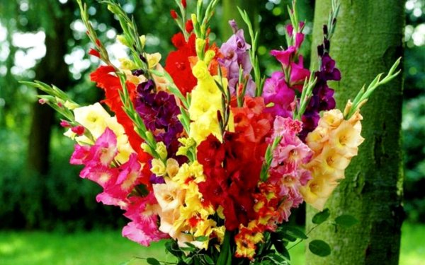 красивые гладиолусы