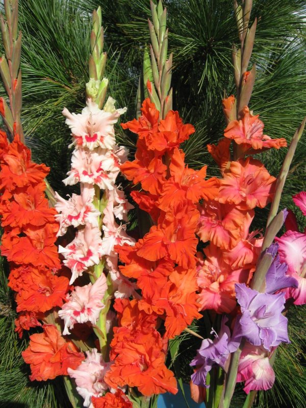 гладиолусы сорта