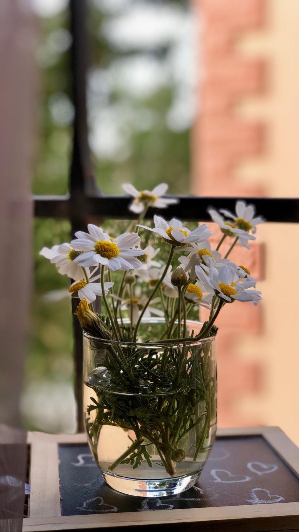 букет ромашек на окне
