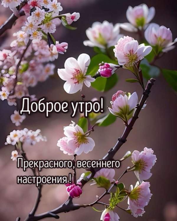 весеннее утро доброе