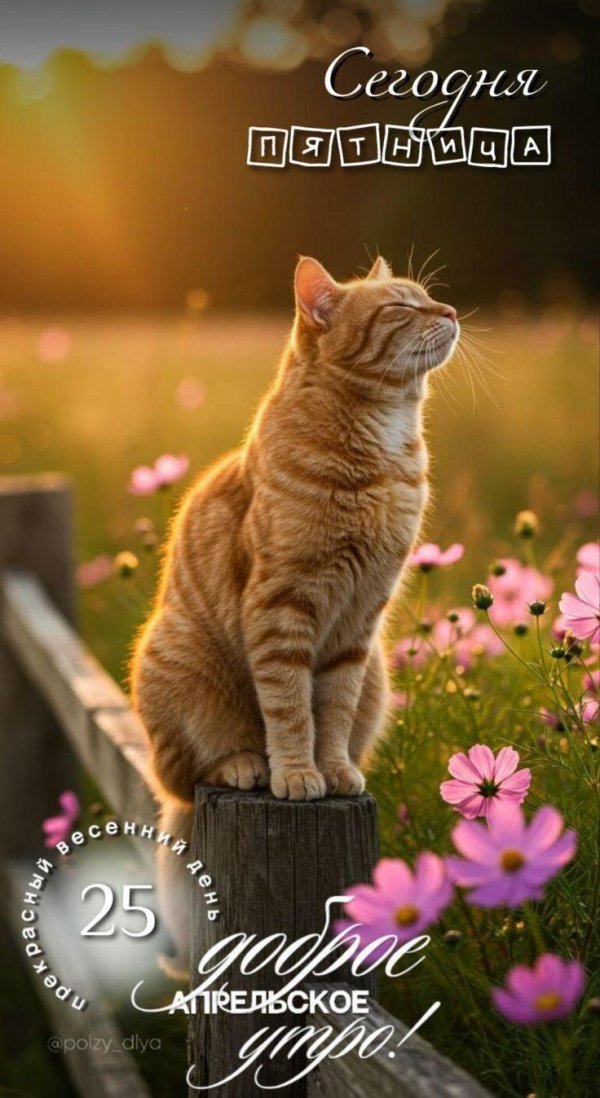 кошка рыжая