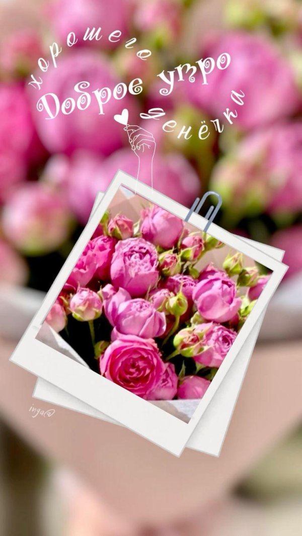 кустовая роза мисти баблс