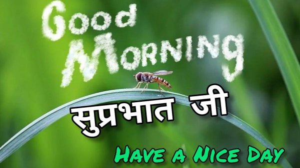 муха журчалка