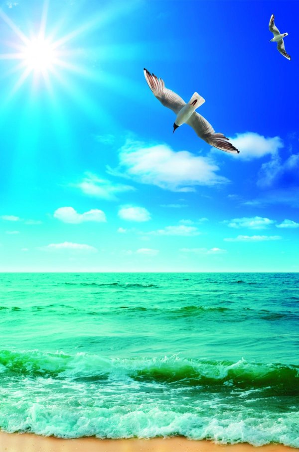 птица над морем