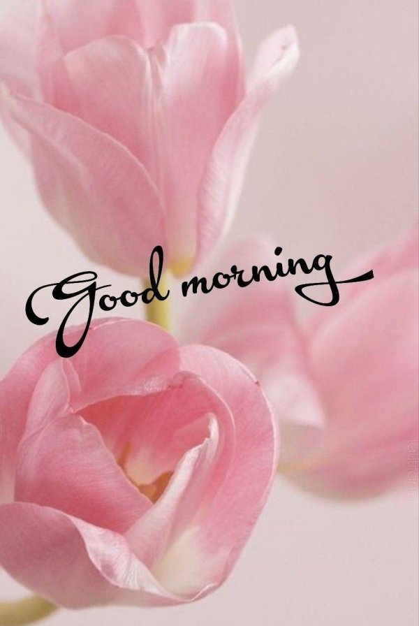 тюльпан пинк роуз