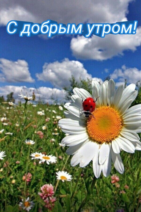 поле ромашек