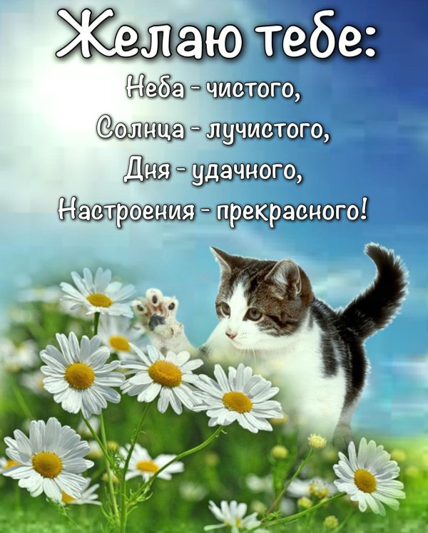 пожелания доброго дня