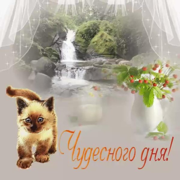 анимашки животные