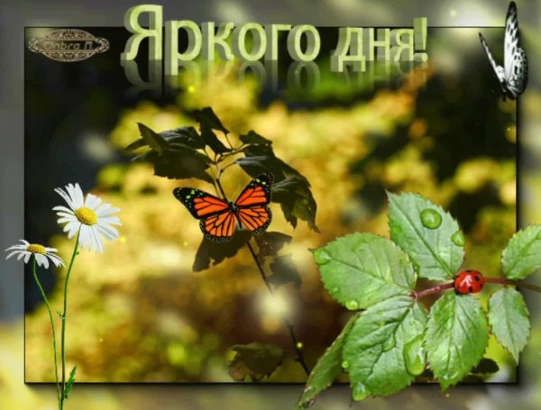 анимационные открытки добрый день