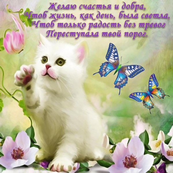 котики открытка