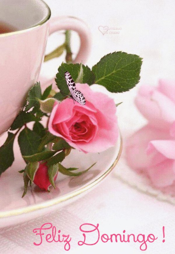 утренние цветы