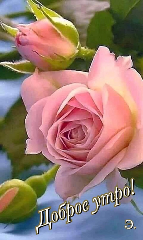 розовая роза