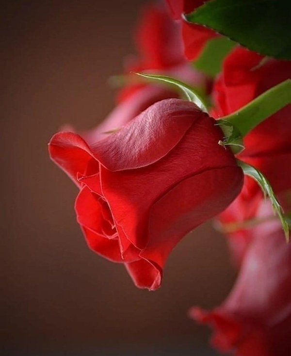 хорошего тебе дня с розами