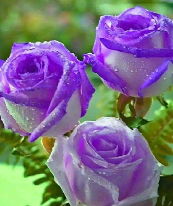 роза сиреневая