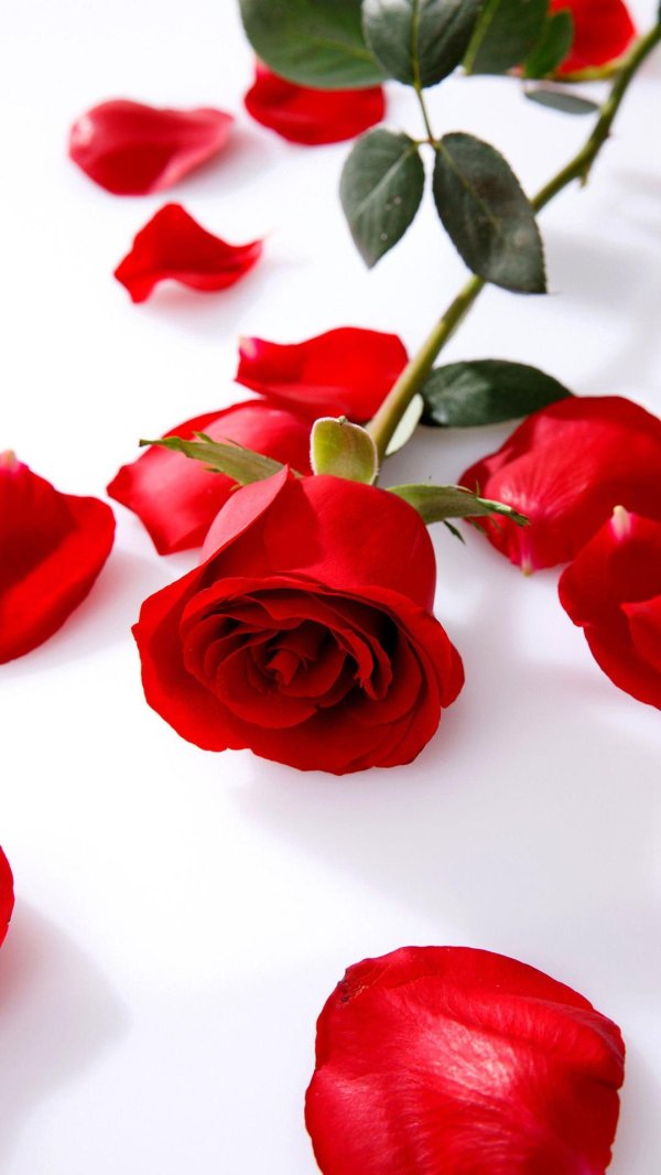 красные цветки