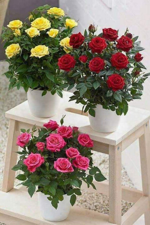 роза кордана