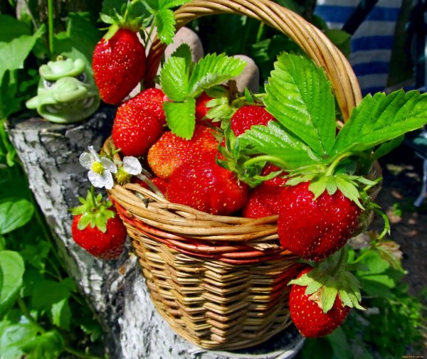 Доброе утро ягодки