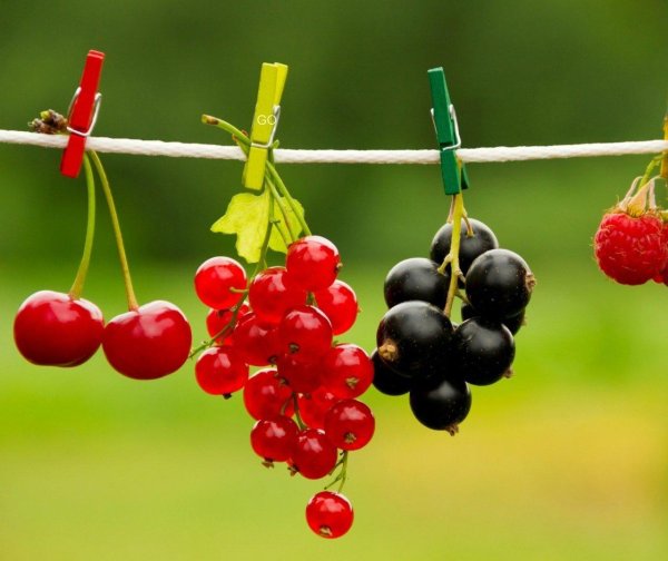 красная смородина