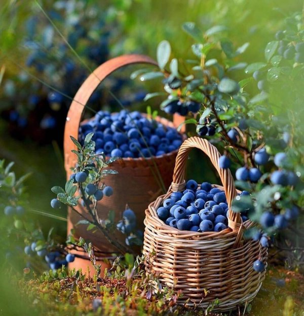 садовая голубика