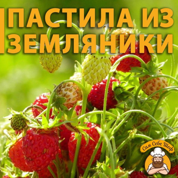 земляника лесная