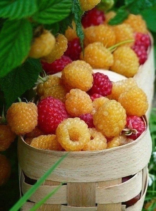 малина желтый гигант