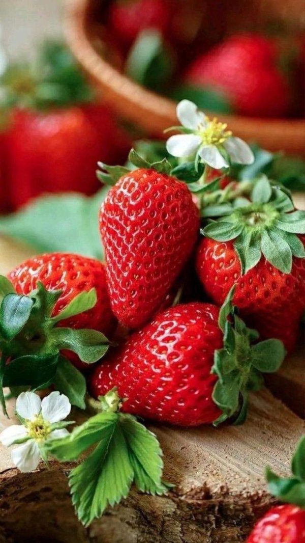 земляника ремонтантная фурор