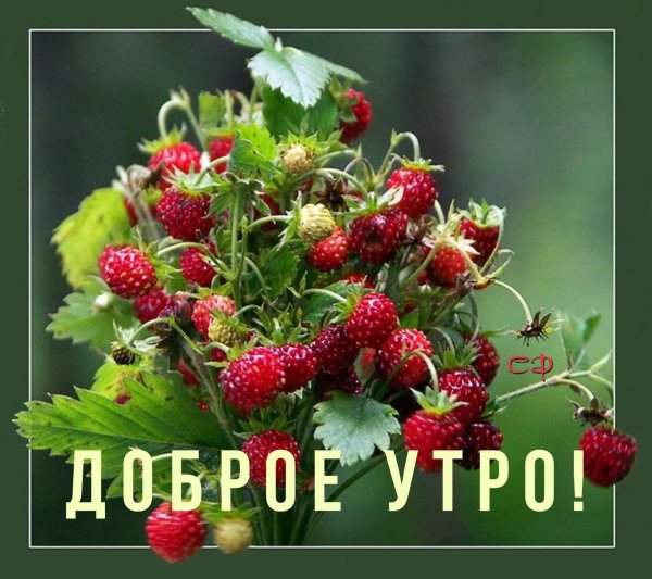 давид земляничник