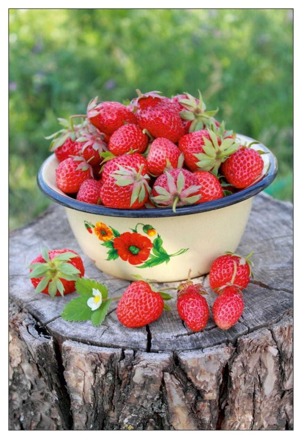 ремонтантная клубника флорина