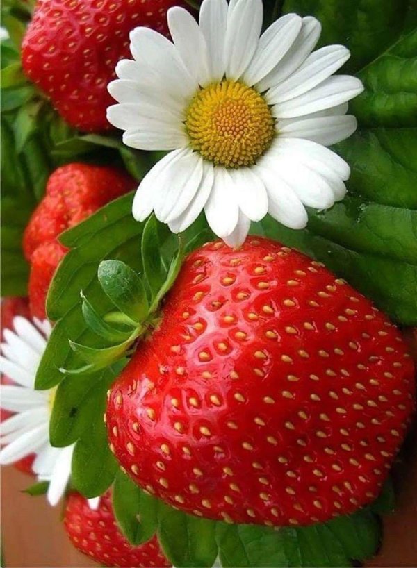 18 июня день клубники