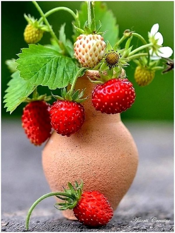 давид земляничник праздник