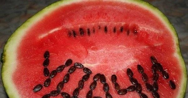плод арбуза