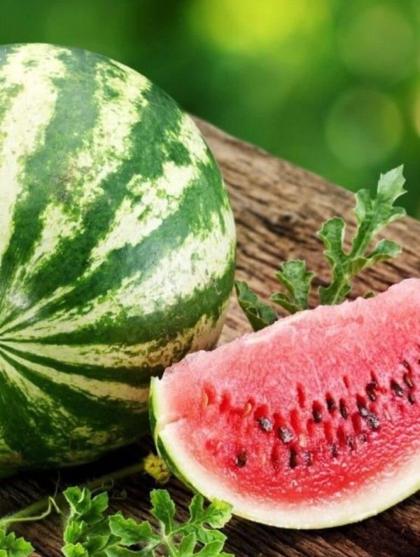 сорт арбуза волжанин