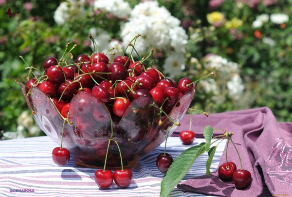день черешни