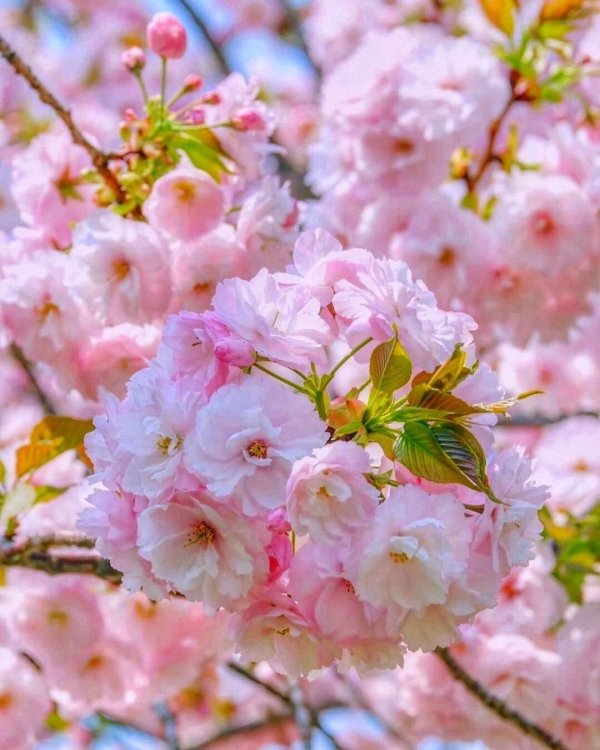 яблоня черри блоссом