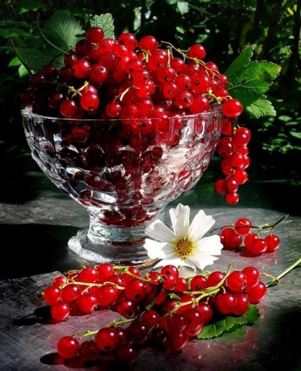 красная смородина