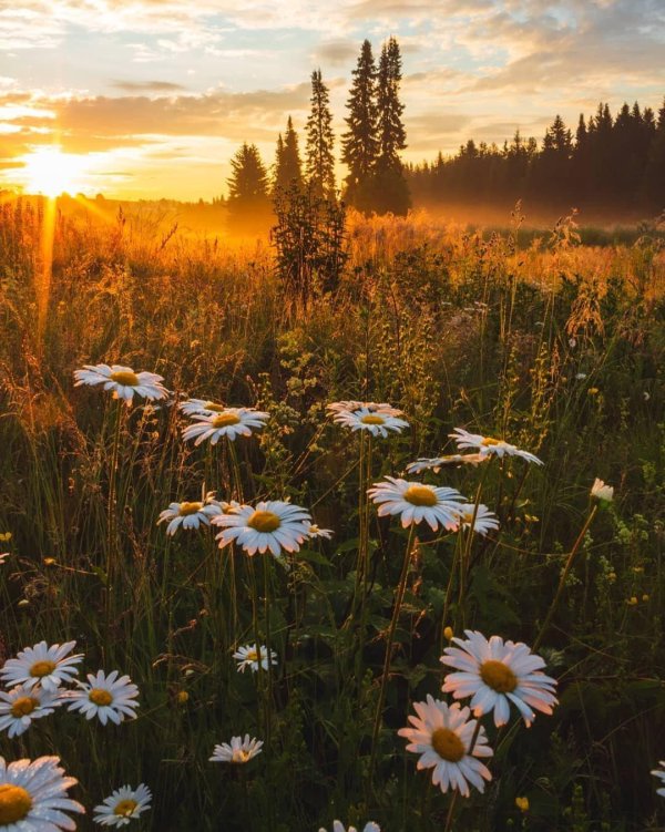 ромашковое поле