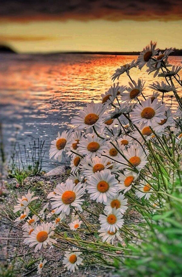 ромашковое поле