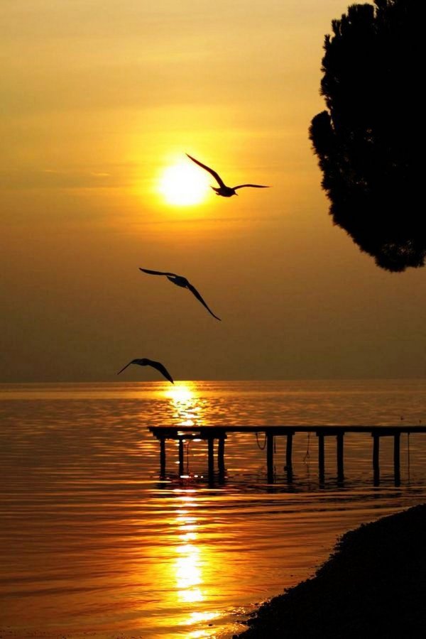 птицы на закате