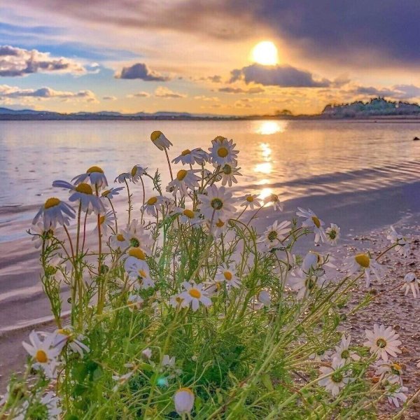 доброго летнего вечера