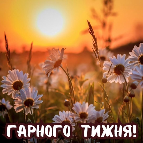 ромашка красивая