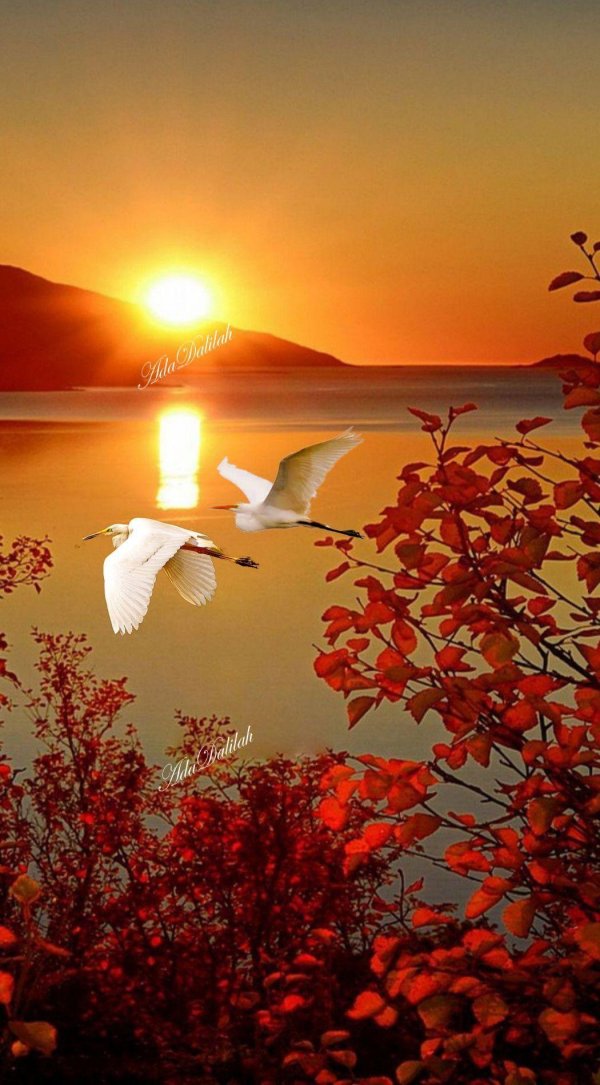 летят лебеди