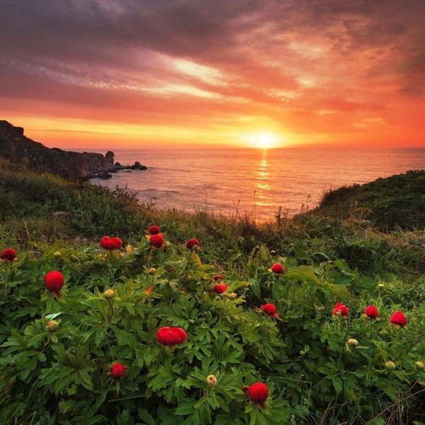 маковые поля мыс фиолент